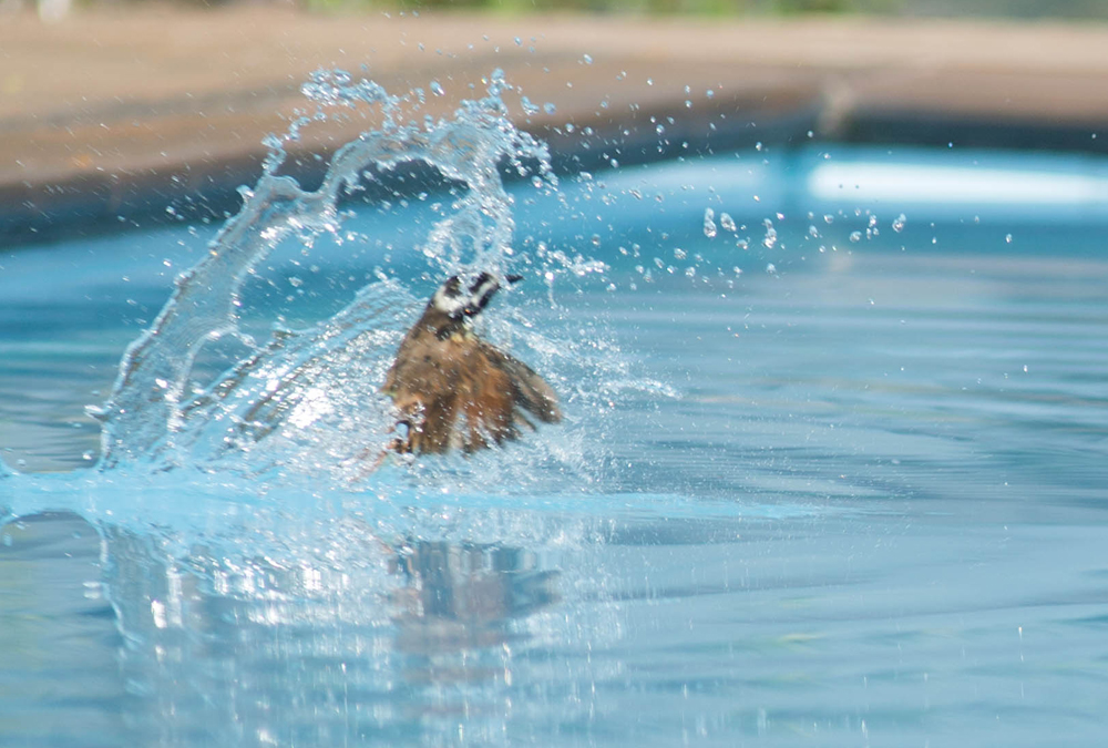La piscina esta cerrada los lunes / The pool is closed on Mondays